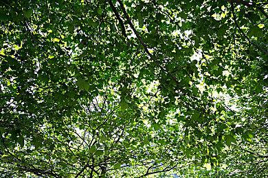 SIE临时工背锅 搞错《铁拳8》和《拳皇15》角色