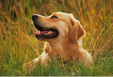 《仙剑7》实机测试：2K最高画质DLSS要60帧需3060 本体66GB